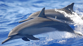 Dolphins ocean jumping water sky - the ocean together free wallpaper