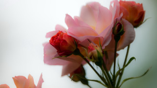 Pink roses vase table blurry 2 - ammi phillips free wallpaper