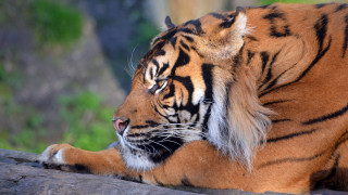 Tiger log sun eyes closed - one paw free wallpaper