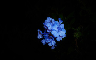 Blue flower water droplets bioluminescence - bioluminescence free wallpaper