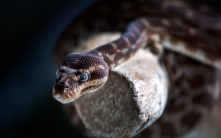 Snake rock cobra portrait 3d - the camera lense free wallpaper