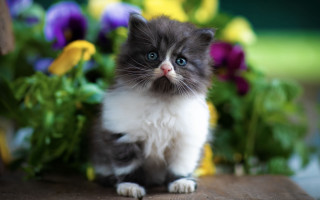 Kitten flowers blue eye blurry 2 - felix octavius carr darley free wallpaper