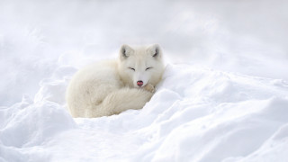 Polar bear snow sleeping outdoors - a polar bear free wallpaper