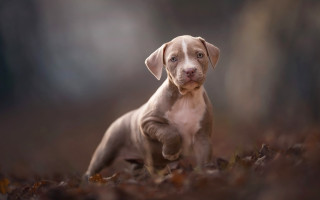Puppy leaves sad look tiltshift - the leaf free wallpaper for desktop