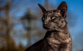 Black cat green eyes trees - felix octavius carr darley free wallpaper