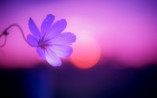 Purple flower macro butterfly sunset - field free wallpaper for desktop