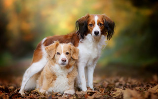 Dog leaves woods autumn photorealistic - two dog free wallpaper