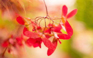 Red flower closeup impressionism shallow - impressionism free wallpaper