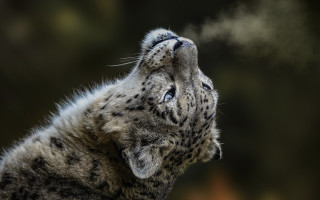 Snow leopard blowing smoke blue - a snow leopard free wallpaper