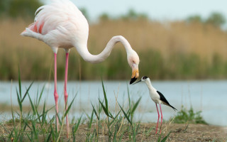 Birds lake field ecological jigsaw - top of a grass free wallpaper for desktop