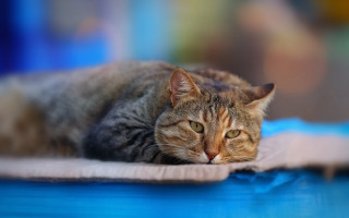 Cat blue surface blurry background - a blue surface free wallpaper