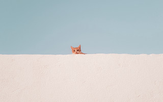 Cat peeking wall blue sky - rule free wallpaper