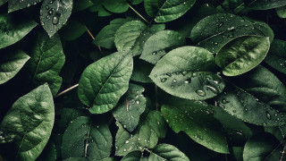 Green leaf water droplets photorealistic 2 - a green leaf free wallpaper