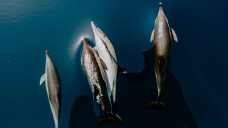 Dolphins swimming ocean watercraft wildlife - the water together free wallpaper
