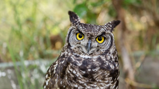 Owl yellow eyes blurry background 2 - animal free wallpaper for desktop