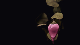 Pink flower black background photorealism - a black background free wallpaper for desktop
