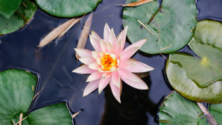 Pink flower floating water lilies 3 - the surface of the water free wallpaper