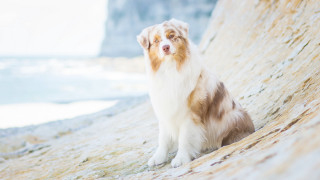 Dog ocean rock cliff beach - david dougal williams free wallpaper