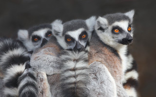Ring tailed lemurs rock wall - a rock wall free wallpaper for desktop