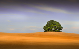 Lone tree golden field blue - vast free wallpaper
