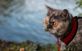 Cat red collar lake ascii - a lake in the background free wallpaper