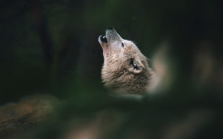 Wolf looking up sky closed - a wolf free wallpaper