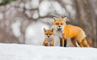 Foxes snow woods ecological jigsaw - the snow next free wallpaper