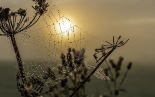 Sunset ocean dew spider web - dew free wallpaper