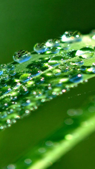 Close up green leaf water 12 - leaf free wallpaper for mobile