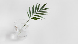 Green leaf glass water shadow - a glass of water free wallpaper for desktop