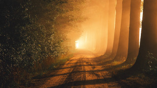 Dirt road foggy trees sunshine - atmospheric free wallpaper for desktop