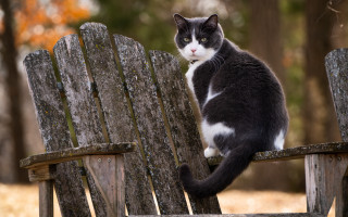 Black white cat wooden bench 2 - american impressionism free wallpaper