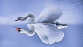 Swan spread wings water nature - symmetric balance free wallpaper