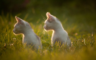 White kittens in grass florianne - their eye free wallpaper