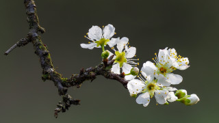 White flower branch bird macro - a small bird free wallpaper