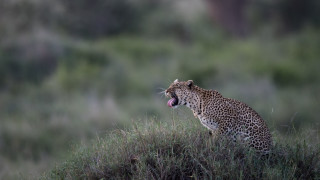 Leopard open mouth hill grass - grass and bushes free wallpaper
