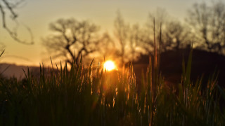 Sunset trees grass sky lake - claire dalby free wallpaper for desktop