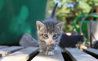 Kitten wooden table outdoors bokeh - a wooden table outside free wallpaper