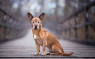 Sad shiba inu bridge outdoors - a wooden bridge free wallpaper