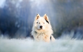 White brown dog foggy field - dog free wallpaper