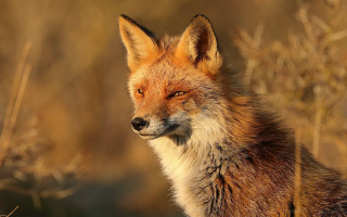 Fox closeup grass weeds portrait - a blurry background of grass free wallpaper for desktop