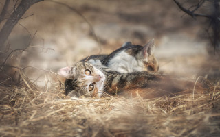 Cat grass tree bush up - the grass next free wallpaper