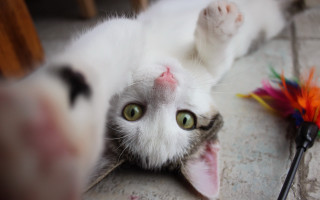 Black cat toy feather selfie - the floor next free wallpaper