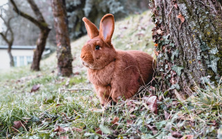 Brown rabbit forest tree cherry - animal free wallpaper for desktop