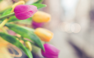 Pink yellow tulips vase table - flavia bloi free wallpaper