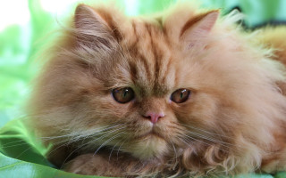 Fluffy cat green blanket sad - a green blanket free wallpaper