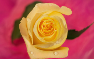 Yellow rose water droplets macro 6 - the top of it free wallpaper