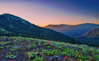 Mountain flower field forest sunset - a colorful sky free wallpaper