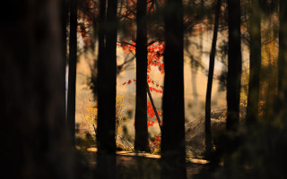 Red tree forest light trail - forest free wallpaper for desktop