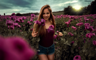 Elina karimova purple flower field 2 - purple flower free wallpaper